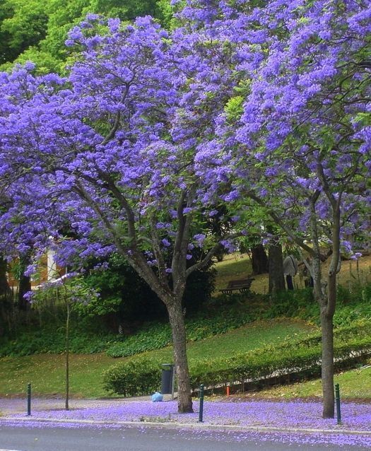 Jacarandá Mimoso | Foto ilustrativa - Pinterest